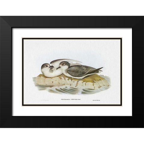 Seabird Pairing VIII Black Modern Wood Framed Art Print with Double Matting by Gould, Elizabeth