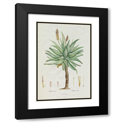 Redoute Succulent I Black Modern Wood Framed Art Print with Double Matting by Redoute, Pierre
