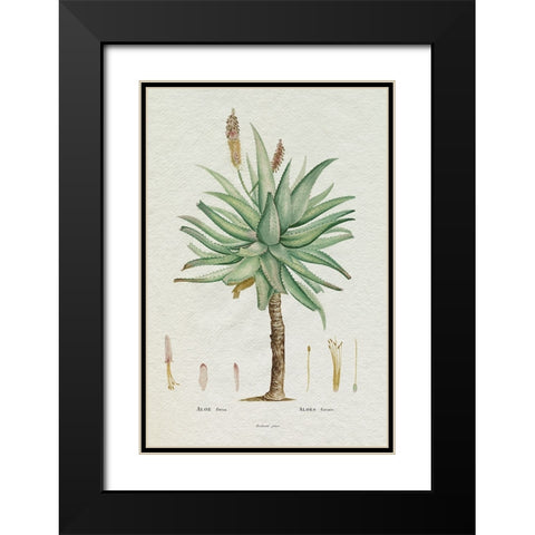 Redoute Succulent I Black Modern Wood Framed Art Print with Double Matting by Redoute, Pierre
