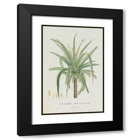 Redoute Succulent II Black Modern Wood Framed Art Print with Double Matting by Redoute, Pierre