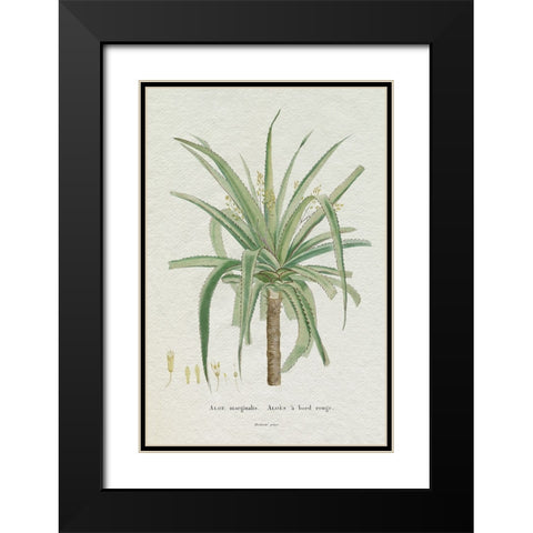 Redoute Succulent II Black Modern Wood Framed Art Print with Double Matting by Redoute, Pierre