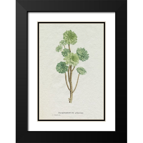 Redoute Succulent III Black Modern Wood Framed Art Print with Double Matting by Redoute, Pierre