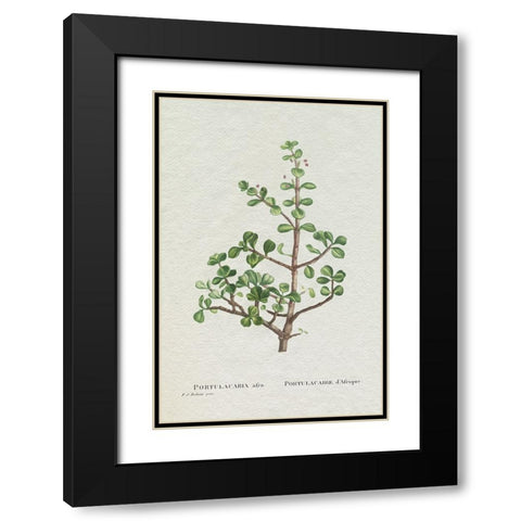 Redoute Succulent IV Black Modern Wood Framed Art Print with Double Matting by Redoute, Pierre