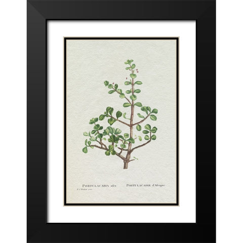 Redoute Succulent IV Black Modern Wood Framed Art Print with Double Matting by Redoute, Pierre
