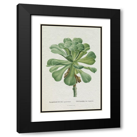 Redoute Succulent V Black Modern Wood Framed Art Print with Double Matting by Redoute, Pierre