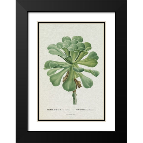 Redoute Succulent V Black Modern Wood Framed Art Print with Double Matting by Redoute, Pierre