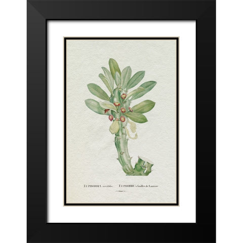 Redoute Succulent VI Black Modern Wood Framed Art Print with Double Matting by Redoute, Pierre