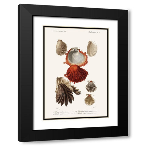 DOrbigny Sealife II Black Modern Wood Framed Art Print with Double Matting by D Orbigny, M. Charles
