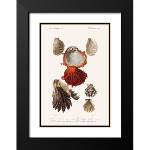 DOrbigny Sealife II Black Modern Wood Framed Art Print with Double Matting by D Orbigny, M. Charles