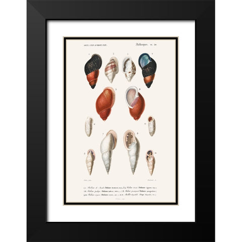 DOrbigny Sealife III Black Modern Wood Framed Art Print with Double Matting by D Orbigny, M. Charles