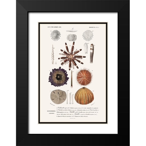 DOrbigny Sealife IV Black Modern Wood Framed Art Print with Double Matting by D Orbigny, M. Charles
