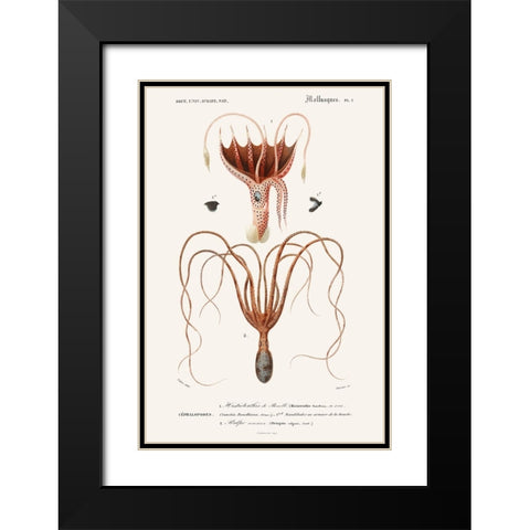 DOrbigny Sealife V Black Modern Wood Framed Art Print with Double Matting by D Orbigny, M. Charles