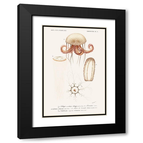 DOrbigny Sealife VI Black Modern Wood Framed Art Print with Double Matting by D Orbigny, M. Charles