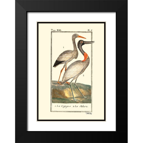 Custom Buffon Cranes And Herons I Black Modern Wood Framed Art Print with Double Matting by Buffon