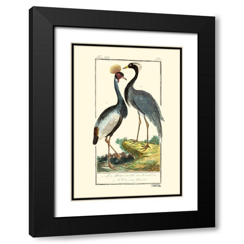 Custom Buffon Cranes And Herons II Black Modern Wood Framed Art Print with Double Matting by Buffon