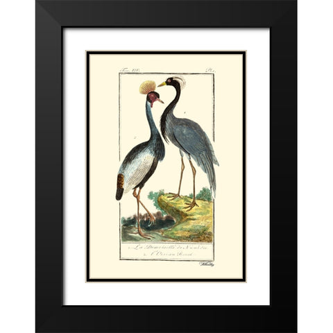 Custom Buffon Cranes And Herons II Black Modern Wood Framed Art Print with Double Matting by Buffon