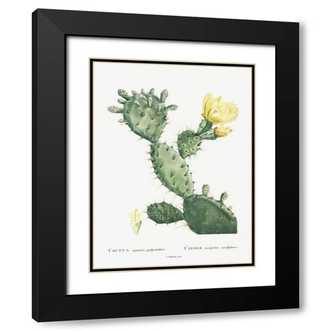 Redoute Cactus I Black Modern Wood Framed Art Print with Double Matting by Redoute, Pierre