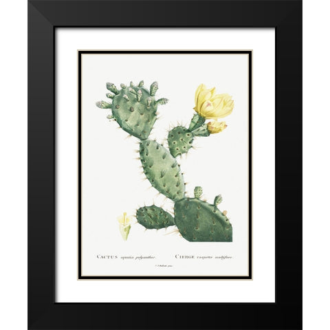 Redoute Cactus I Black Modern Wood Framed Art Print with Double Matting by Redoute, Pierre