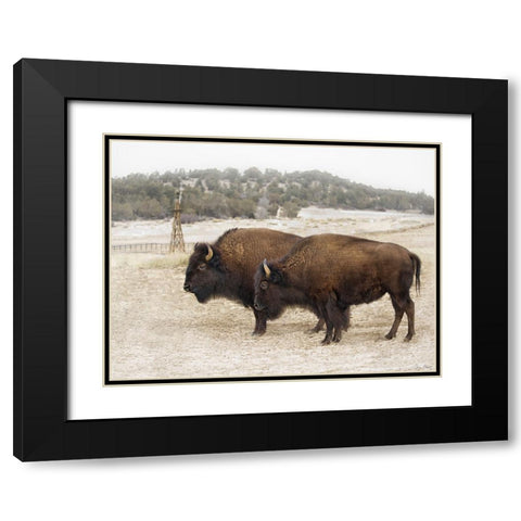 Twin Buffalo Black Modern Wood Framed Art Print with Double Matting by Drost, David