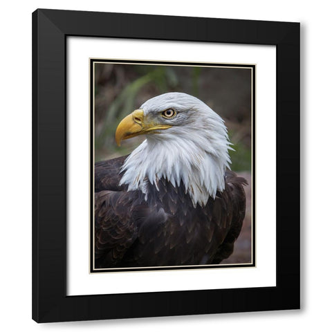 Adult Bald Eagle Black Modern Wood Framed Art Print with Double Matting by Drost, David