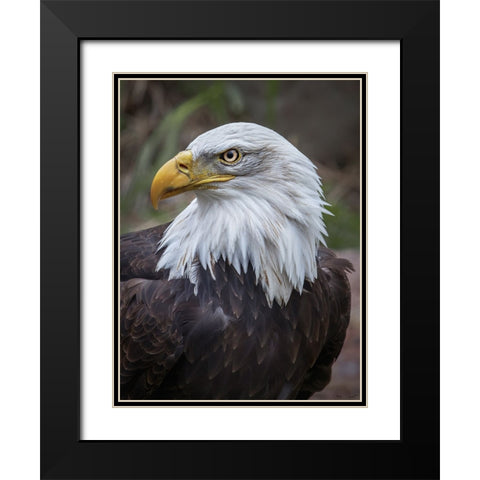 Adult Bald Eagle Black Modern Wood Framed Art Print with Double Matting by Drost, David