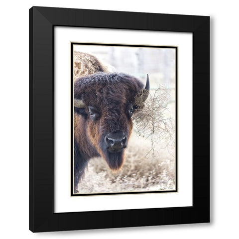 Standing Buffalo I Black Modern Wood Framed Art Print with Double Matting by Drost, David