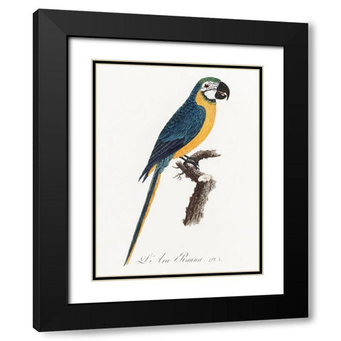 Levaillant Parrot I Black Modern Wood Framed Art Print with Double Matting by Levaillant, Francois