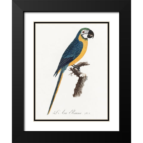 Levaillant Parrot I Black Modern Wood Framed Art Print with Double Matting by Levaillant, Francois
