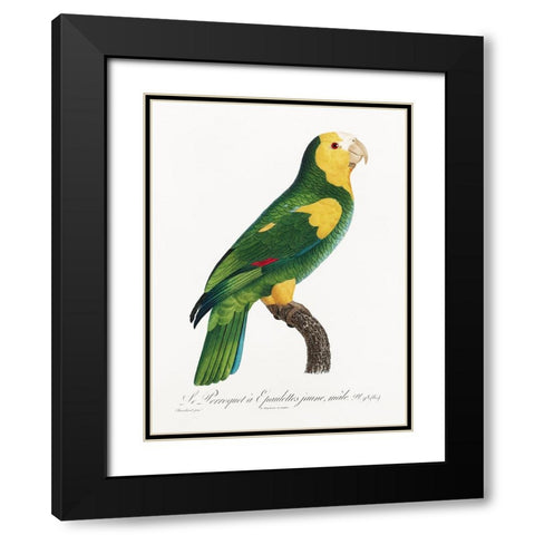 Levaillant Parrot III Black Modern Wood Framed Art Print with Double Matting by Levaillant, Francois