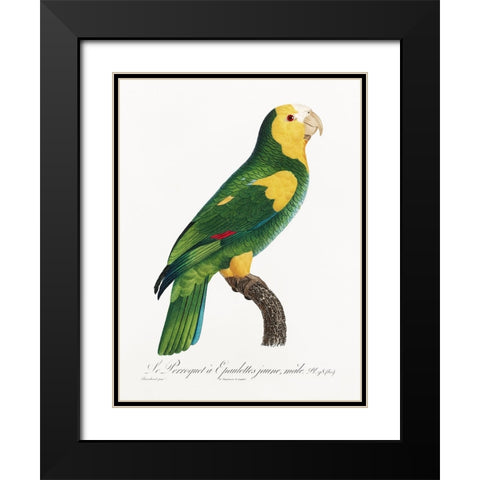 Levaillant Parrot III Black Modern Wood Framed Art Print with Double Matting by Levaillant, Francois