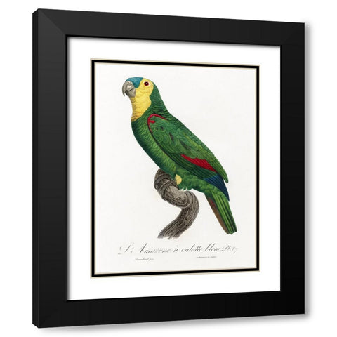 Levaillant Parrot IV Black Modern Wood Framed Art Print with Double Matting by Levaillant, Francois