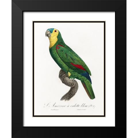 Levaillant Parrot IV Black Modern Wood Framed Art Print with Double Matting by Levaillant, Francois
