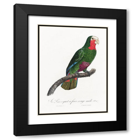 Levaillant Parrot V Black Modern Wood Framed Art Print with Double Matting by Levaillant, Francois
