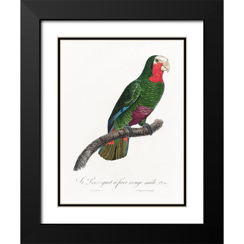 Levaillant Parrot V Black Modern Wood Framed Art Print with Double Matting by Levaillant, Francois
