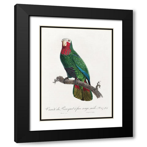 Levaillant Parrot VI Black Modern Wood Framed Art Print with Double Matting by Levaillant, Francois