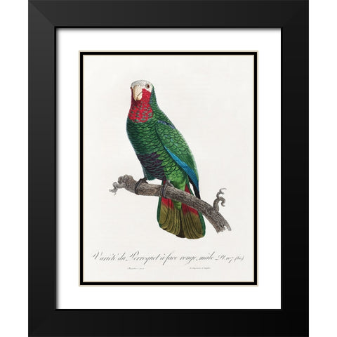 Levaillant Parrot VI Black Modern Wood Framed Art Print with Double Matting by Levaillant, Francois