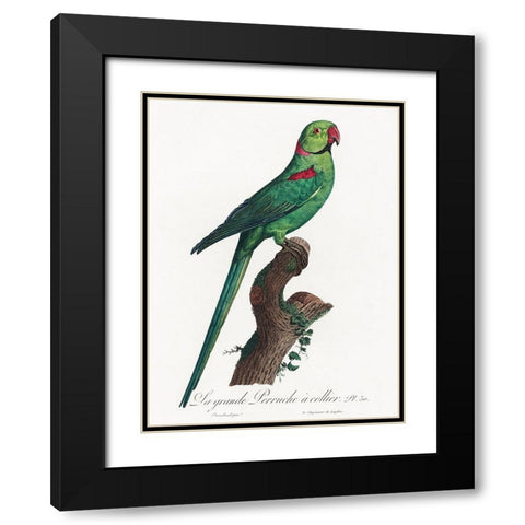 Levaillant Parrot VII Black Modern Wood Framed Art Print with Double Matting by Levaillant, Francois