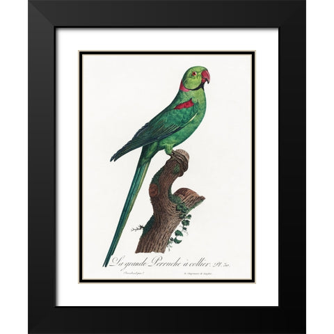 Levaillant Parrot VII Black Modern Wood Framed Art Print with Double Matting by Levaillant, Francois