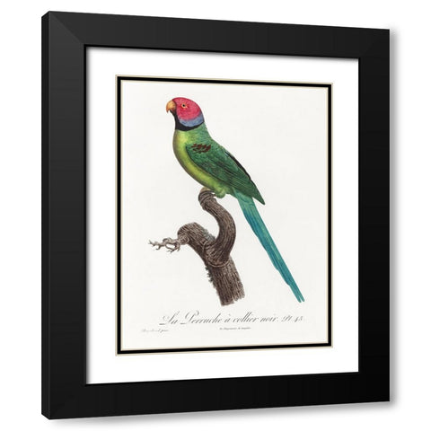 Levaillant Parrot VIII Black Modern Wood Framed Art Print with Double Matting by Levaillant, Francois