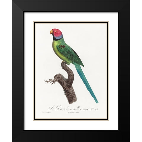 Levaillant Parrot VIII Black Modern Wood Framed Art Print with Double Matting by Levaillant, Francois