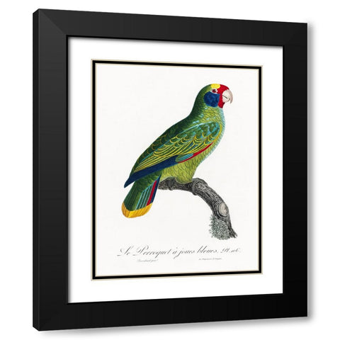 Levaillant Parrot IX Black Modern Wood Framed Art Print with Double Matting by Levaillant, Francois
