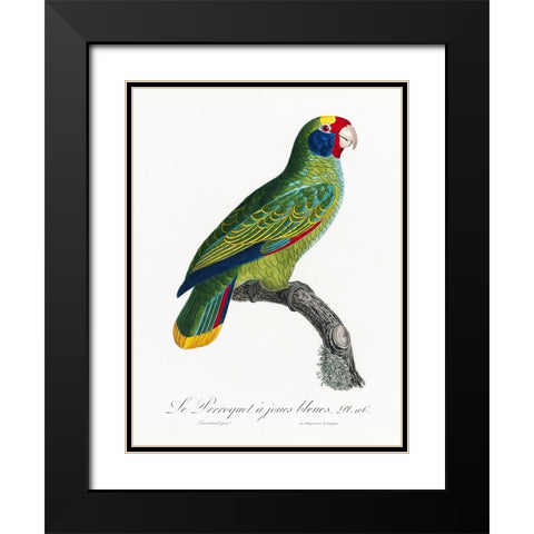 Levaillant Parrot IX Black Modern Wood Framed Art Print with Double Matting by Levaillant, Francois