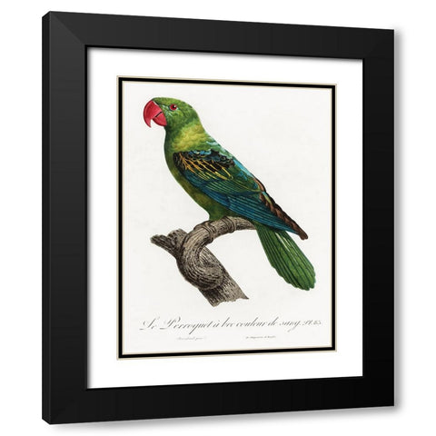 Levaillant Parrot X Black Modern Wood Framed Art Print with Double Matting by Levaillant, Francois