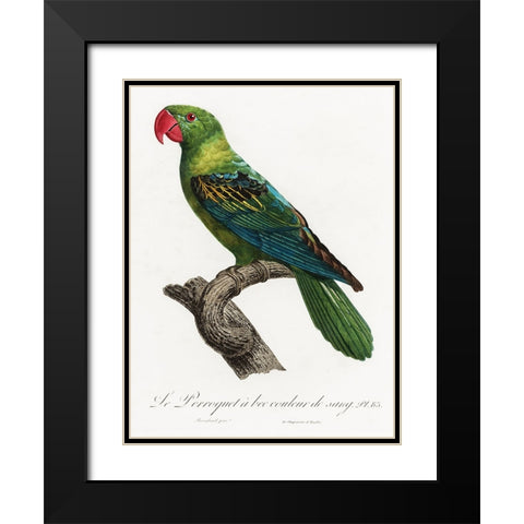 Levaillant Parrot X Black Modern Wood Framed Art Print with Double Matting by Levaillant, Francois