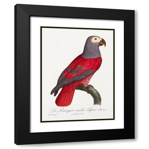 Levaillant Parrot XI Black Modern Wood Framed Art Print with Double Matting by Levaillant, Francois