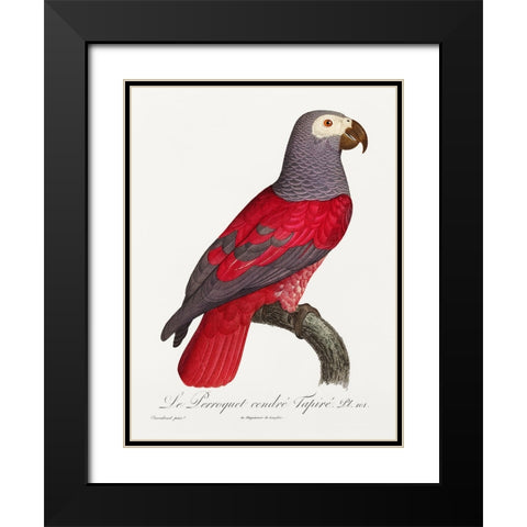 Levaillant Parrot XI Black Modern Wood Framed Art Print with Double Matting by Levaillant, Francois