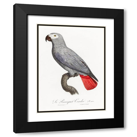 Levaillant Parrot XII Black Modern Wood Framed Art Print with Double Matting by Levaillant, Francois