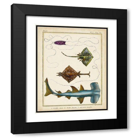 Antique Rays and Fish I Black Modern Wood Framed Art Print with Double Matting by Chevillet