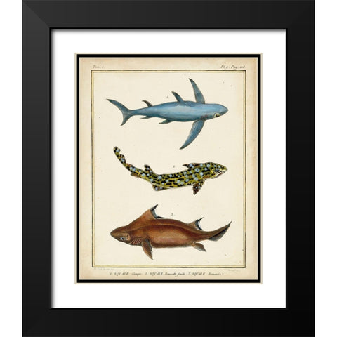 Antique Rays and Fish III Black Modern Wood Framed Art Print with Double Matting by Chevillet