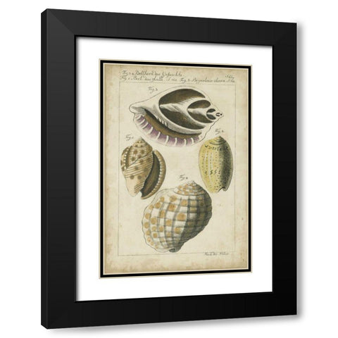 Vintage Shell Study I Black Modern Wood Framed Art Print with Double Matting by Martini
